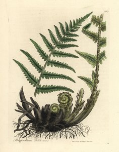 Polypodium filix mas