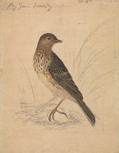 Pipit des prés