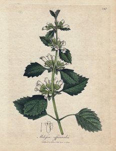 Mélisse officinale (Melissa officinalis)