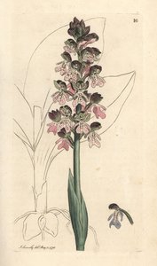 Orchis militaire, Orchis militaris Gravure à la main d