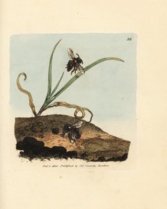 Abeille minière, Andrena nigroaenea (Melitta nigro-aenea) - James Sowerby