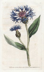 Centaurea montana ou Bleuet vivace