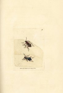 Cicindèle hybride, Cicindela hybrida. Gravure à la main en cuivre colorée par James Sowerby de The British Miscellany, ou Figures colorées de sujets animaux nouveaux, rares ou peu connus