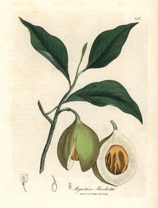 Noix de muscade et macis