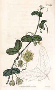 Fleur de la passion, Passiflora biflora