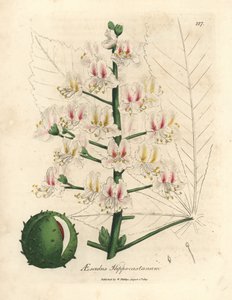 Fleur rose et fruit du marronnier, Aesculus hippocastanum - James Sowerby