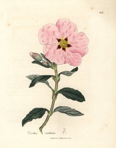 Ciste crétois à fleurs roses, Cistus creticus