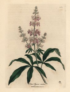 Arbre chaste à fleurs roses, Vitex agnus castus