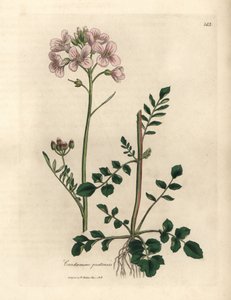 Cardamine des prés à fleurs roses, Cardamine pratensis - James Sowerby