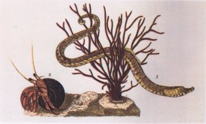 Poisson-tuyau et Bernard-l