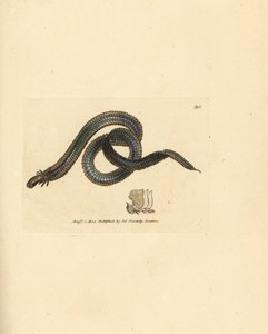 Ver polychète, Phyllodoce lamelligera
