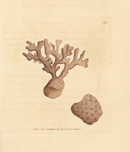 Porella compressa (Millepora compressa)