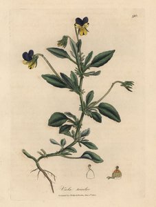 Pensée tricolore, Viola tricolor - James Sowerby