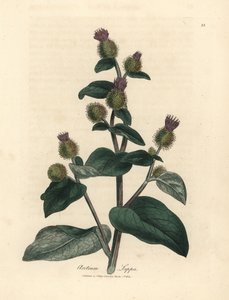 Bardane à fleurs pourpres, Arctium lappa - James Sowerby