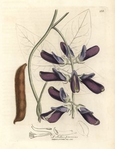 Dolique à fleurs pourpres, Dolichos pruriens - James Sowerby