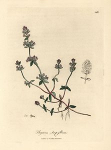 Thymus serpyllum