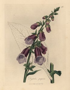 Digitalis purpurea - James Sowerby