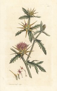 Centaurea calcitrapa (Centauree hatchback, Centauree étoilée) - James Sowerby
