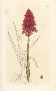 Orchis pyramidal - James Sowerby