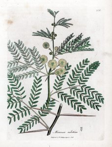 Gomme rouge - Acacia nilotica. Gravure à la main en couleur d