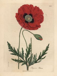 Coquelicot rouge, Papaver rhoeas