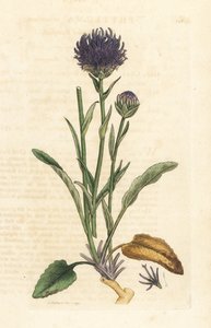 Raiponce orbiculaire, Phyteuma orbiculare (Phyteuma orbicularis)