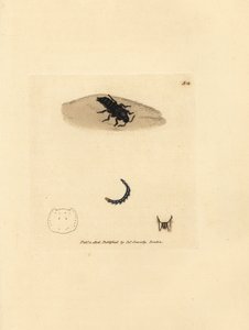 Staphylin dilaté, Velleius dilatatus