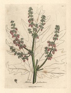 Fleurs et tiges de rhubarbe, contour de feuille, Rheum palmatum