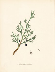 Genévrier sabine