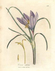 Crocus safran, Crocus sativus