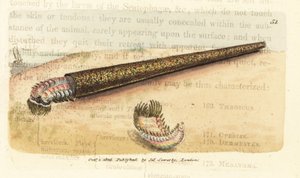 Ver annélide tubicole de sable, Pectinaria belgica