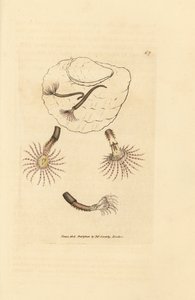 Ver de sable à antennes cramoisies - James Sowerby