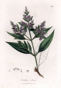 Bois de santal - Bois de santal indien, Santalum album