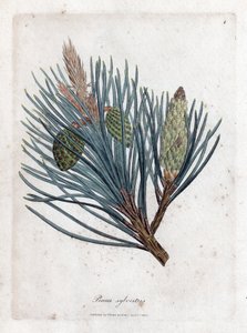 Pin sylvestre