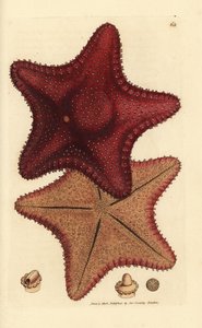 Étoile de mer, Hippasteria phrygiana - James Sowerby