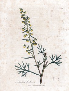 Semen contra ou armoise de Judée - Artemisia cina. Gravure à la main d