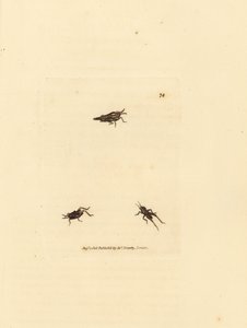 Criquet élancé, Tetrix subulata