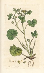 Renoncule à petites fleurs - James Sowerby
