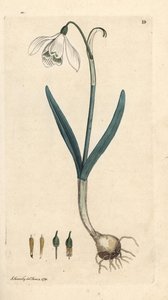 Perce-neige, Galanthus nivalis
