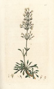 Silène otite, Silene otites - James Sowerby