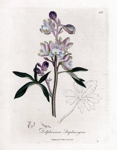 Staphisaigre - Delphinium staphisagria. Gravure à la main d