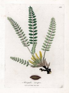 Astragale sans tige - Astragale sans tige, Astragalus excapus. Gravure sur cuivre coloriée à la main d