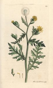 Séneçon visqueux - James Sowerby