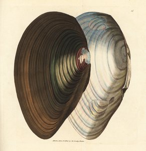 Moule cygne, Anodonta stagnalis (Mytilus stagnalis). Gravure à la main en cuivre colorée par James Sowerby de The British Miscellany, ou Figures colorées de sujets animaux nouveaux, rares ou peu connus - James Sowerby