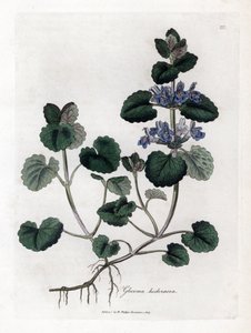 Lierre terrestre