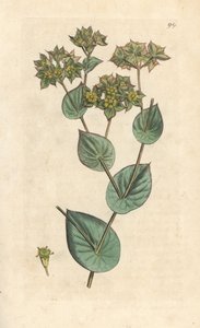 Buplevre à feuilles rondes