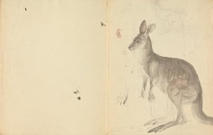 Deux kangourous avec détails - James Sowerby