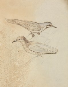 Deux grimpereaux ? - James Sowerby