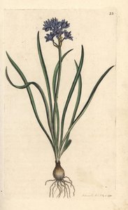 Scille de printemps - James Sowerby