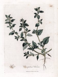 Vuvaire - James Sowerby